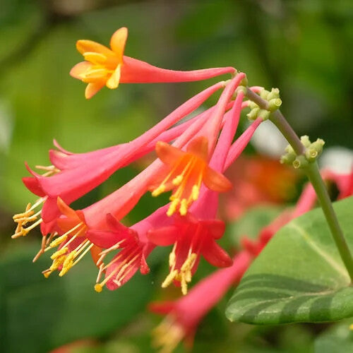 Lonicera Sempervirens Flower Seeds for Planting – Heirloom Non-GMO, High Germination Organic Garden Seeds
