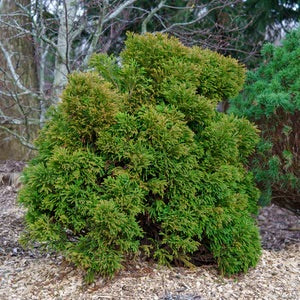Green Cryptomeria Tree Seeds – Heirloom Non-GMO Ornamental Evergreen Seeds for Planting
