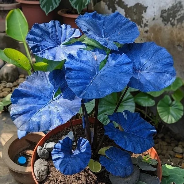 Blue Caladium Bicolor Flower Seeds for Planting – Compact Growth, Heirloom &amp; Non-GMO Seeds for Home Garden