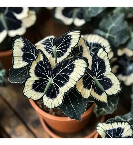Grow Soft Cream Begonia Blooms with Delicate Butterfly-Like Beauty