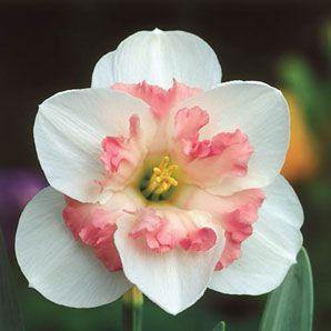 White Pink Daffodil Flower Seeds for Planting – Garden Favorite, Heirloom, Non-GMO, High Germination Organic Garden Seeds