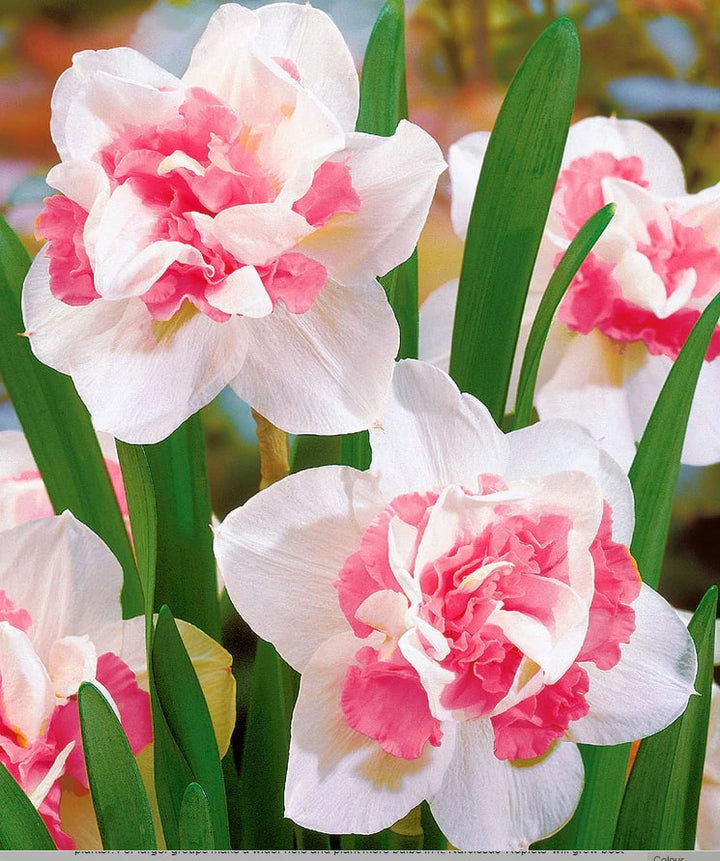 White Pink Narcissus Flower Seeds for Planting – Heirloom, Non-GMO, High Germination Seeds