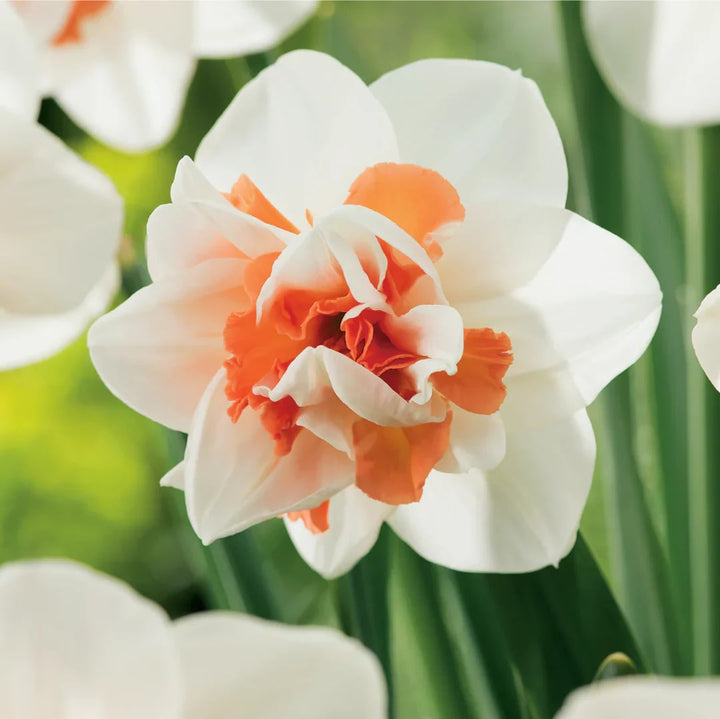 White Orange Double Petal Daffodil Seeds for Planting – Heirloom, Non-GMO, High Germination Bulbs