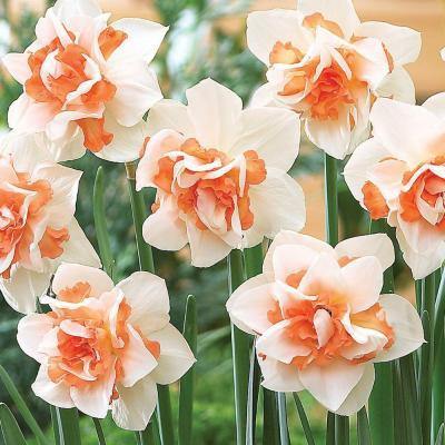White Orange Double Petal Daffodil Seeds for Planting – Heirloom, Non-GMO, High Germination Bulbs
