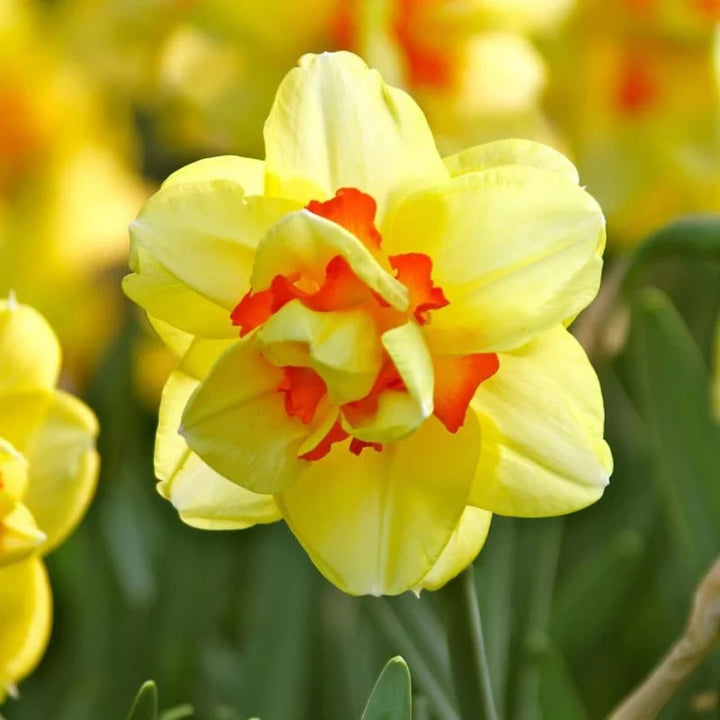 Light Yellow Red Double Petals Pink Daffodils Seeds for Planting – Heirloom, Non-GMO, Wildflower Mix, High Germination