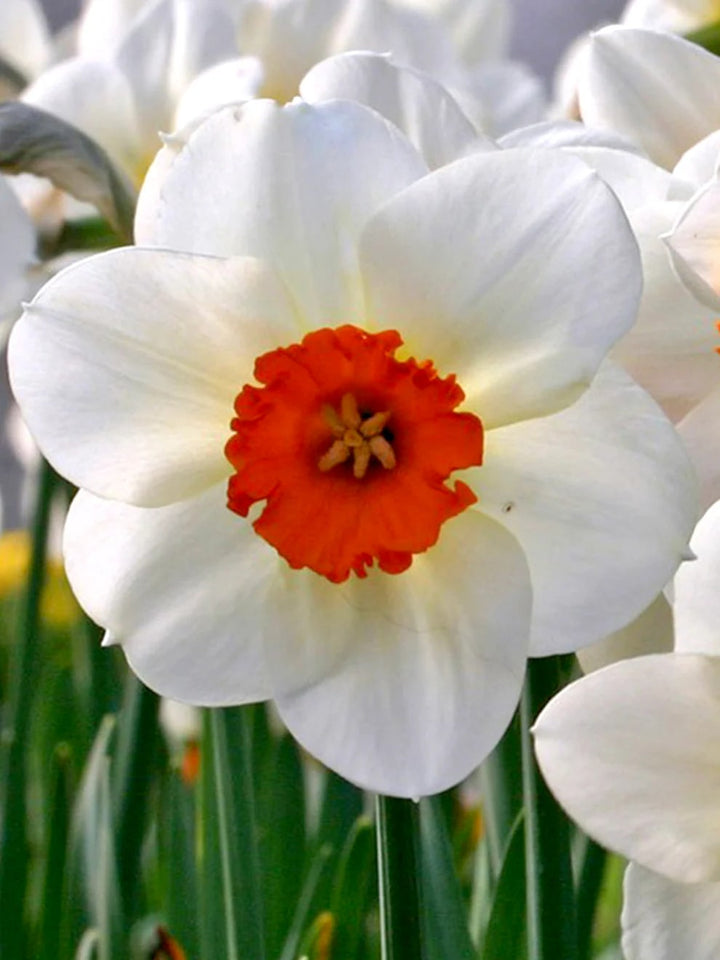 Thick Orange White Daffodils Flower Seeds for Planting – Heirloom, Non-GMO, Easy to Grow, High Germination