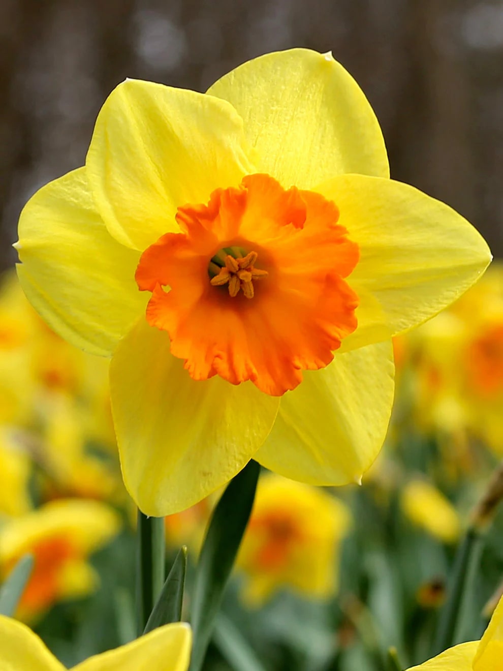 daffodil flower seeds Orange Yellow Daffodils Seeds Flower Seeds for Planting