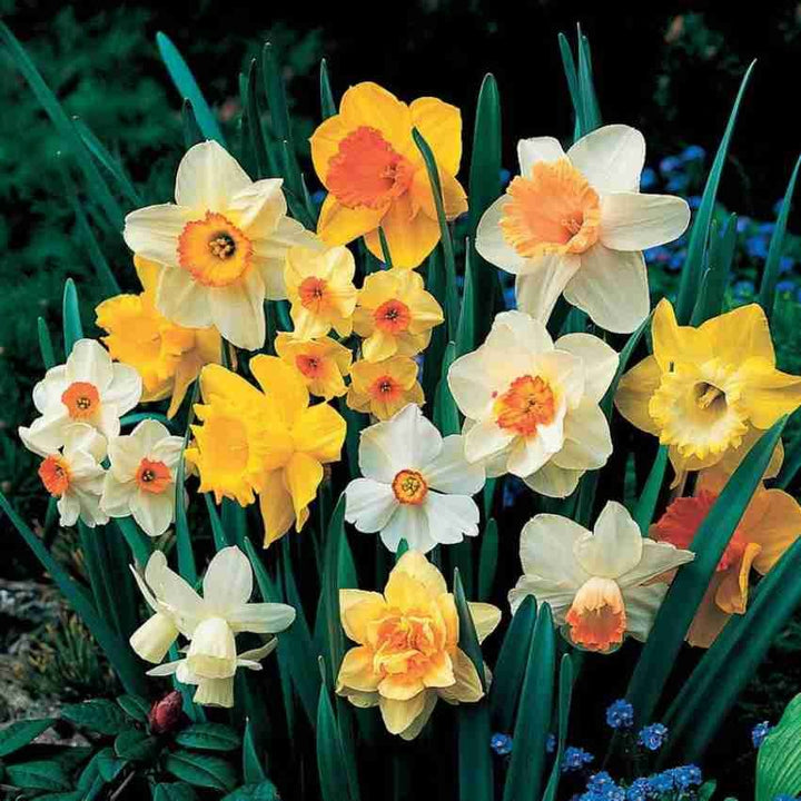 Daffodil Flower Seeds for Planting Mixed Colors – Shade Tolerant, Heirloom, Non-GMO, High Germination Organic Garden Seeds