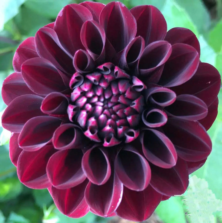 Maroon Dahlia Flower Seeds for Planting – Heirloom, Non-GMO, High Germination Organic Garden Seeds