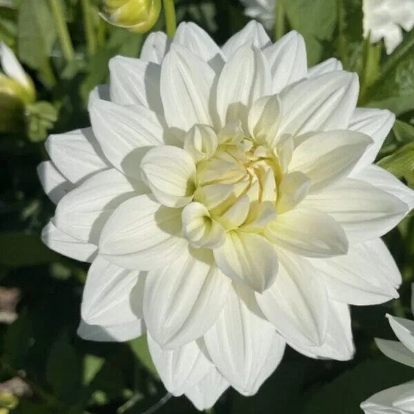 White Swan Dahlia Flower Seeds for Planting – Heirloom Non-GMO, High Germination Organic Garden Seeds
