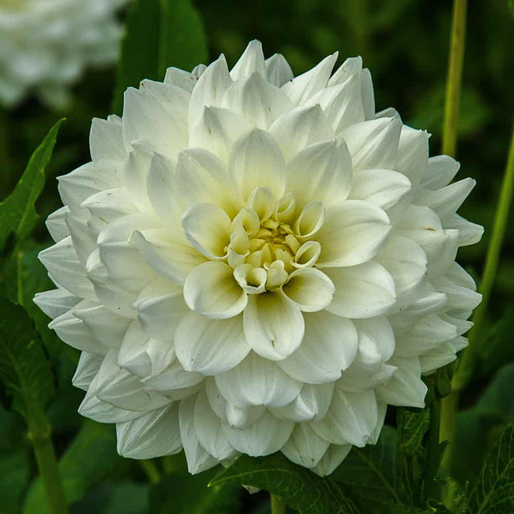 White Swan Dahlia Flower Seeds for Planting – Heirloom Non-GMO, High Germination Organic Garden Seeds