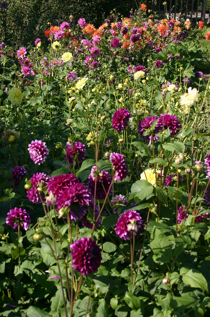 Flower Seeds, Seeds,Seeds For Planting,Plant Seeds