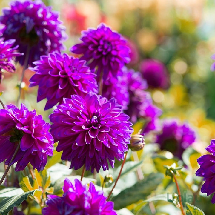 Purple Beard Dahlia Flower Seeds for Planting – Heirloom Non-GMO, High Germination Organic Garden Seeds