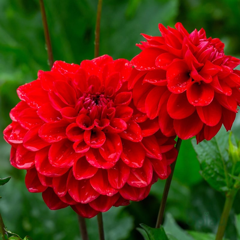 Red Dahlia Flower Seeds for Planting - Compact Growth, Heirloom, Non-GMO & High Germination Organic Garden Seeds