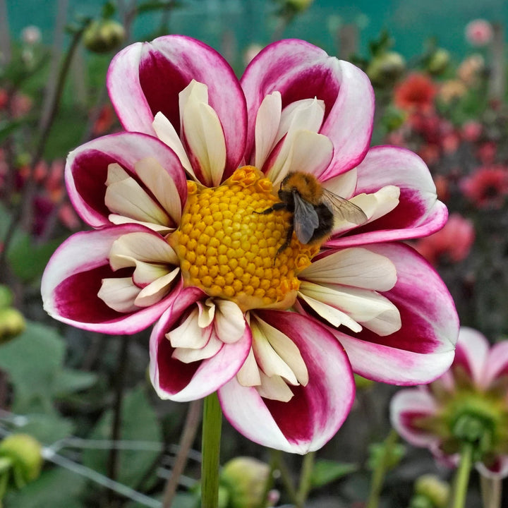 Pink White Aster Flower Seeds for Planting – Heirloom, Non-GMO, High Germination Organic Garden Seeds