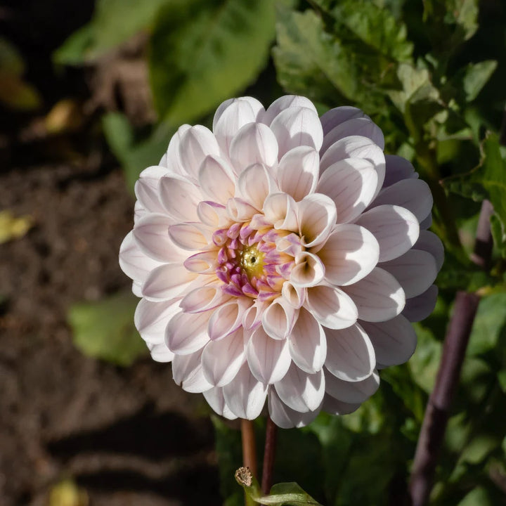 Cream Dahlia Flower Seeds for Planting – Heirloom, Non-GMO, Hardy High Germination Seeds