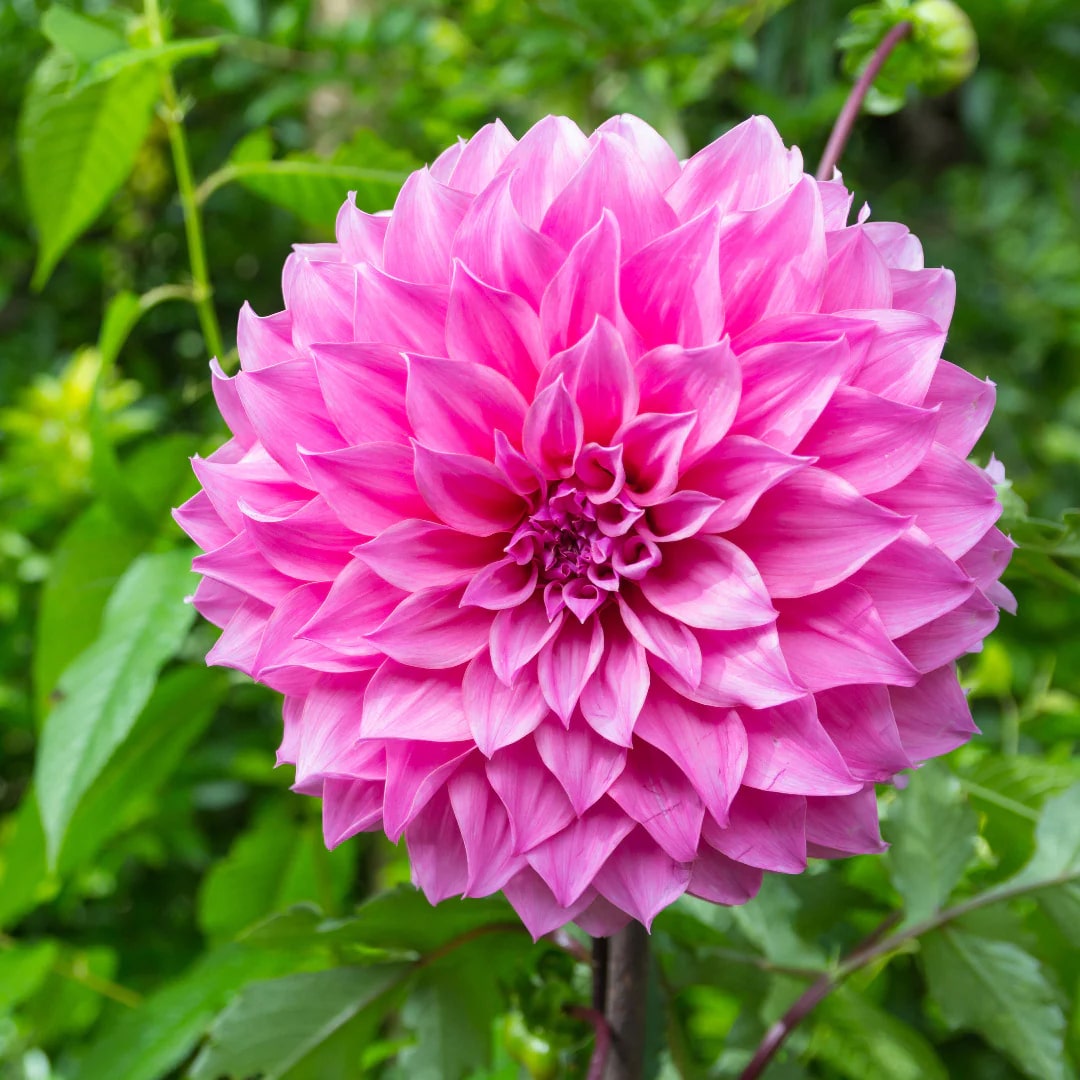 Pink Dahlia Flower Seeds for Planting – Heirloom, Non-GMO, High Germination Organic Garden Seeds