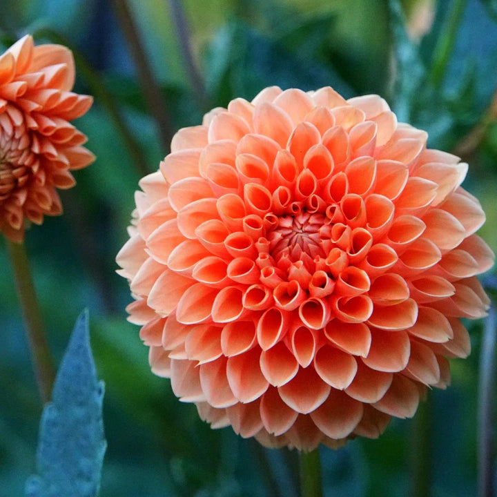 Orange Red Dahlia Flower Seeds for Planting - Heirloom, Non-GMO, High Germination Organic Garden Seeds