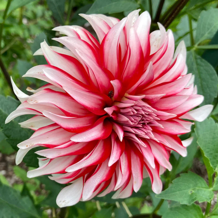 Flower Seeds, Seeds,Seeds For Planting,Plant Seeds
