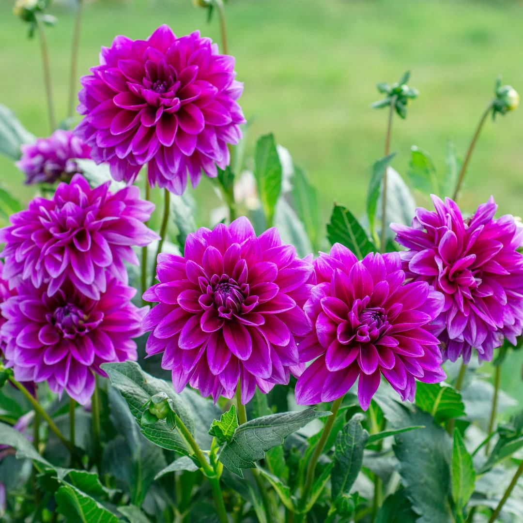Purple Red Dahlia Flower Seeds for Planting – Heirloom Non-GMO Seeds, High Germination Organic Garden Seeds