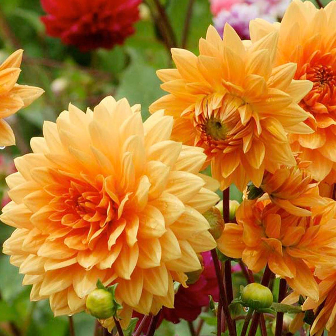 Yellow Orange Dahlia Flower Seeds for Planting – Heirloom, Non-GMO, High Germination Bloomer