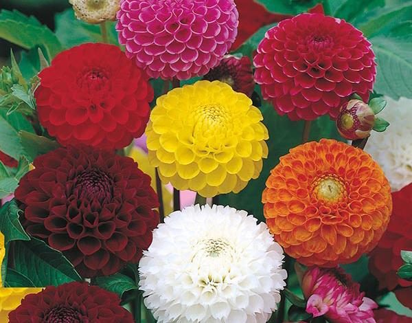 Mixed Dahlia Pompon Flower Seeds for Planting – Heirloom & Non-GMO Summer Blooming Garden Variety
