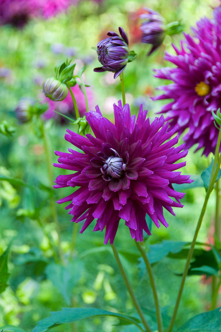 Purple Beard Dahlia Flower Seeds for Planting – Heirloom Non-GMO, High Germination Organic Garden Seeds