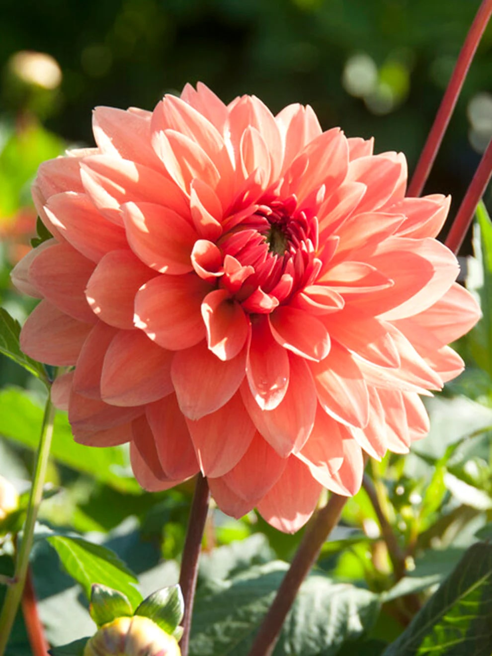 Light Orange Dahlia Flower Seeds for Planting – Heirloom, Non-GMO, Fragrant High Germination Seeds