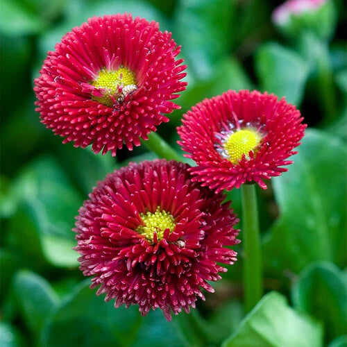 Red Bellis Flower Seeds for Planting – Heirloom Non-GMO, High Germination Organic Garden Seeds