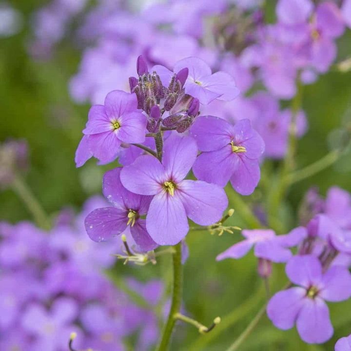 Hesperis Matronalis Flower Seeds for Planting – Heirloom Non-GMO, High Germination Organic Garden Seeds