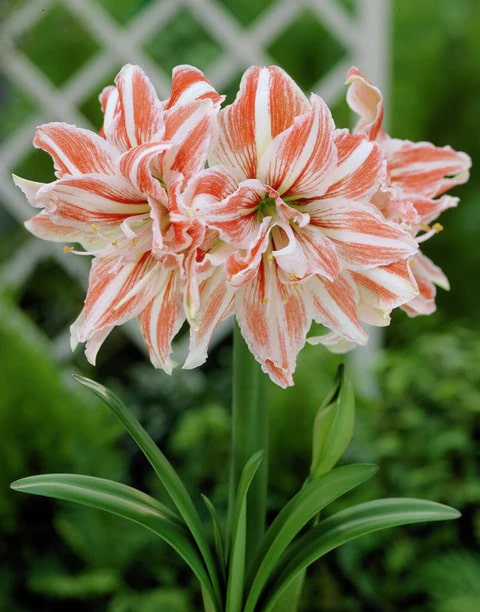 White Orange Amaryllis Barbados Seeds for Planting – Heirloom, Non-GMO, Long Bloom Organic Garden Seeds