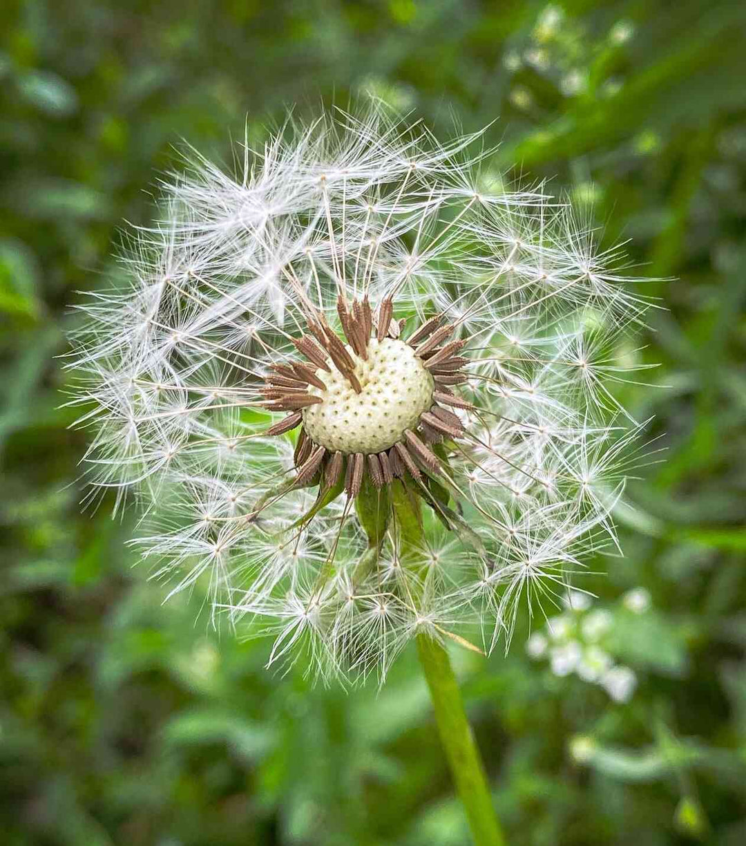 Dandelion Flower Seeds for Planting – Heirloom, Non-GMO, High Germination Organic Garden Seeds
