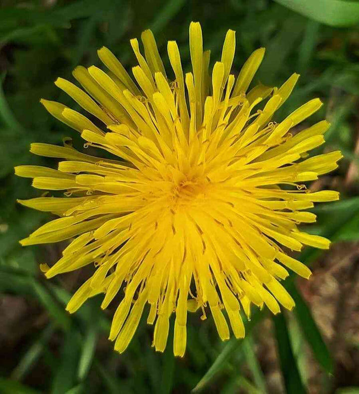 Yellow Dandelion Flower seeds for Planting - Perfect for Borders, Heirloom & GMO Free Seeds for Home Garden, 100pcs
