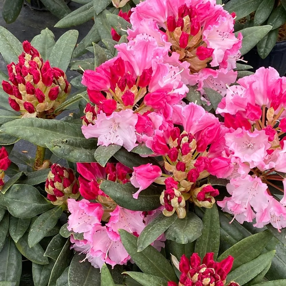 Multi-Colour Rhododendron Flower Seeds for Planting – Heirloom, Non-GMO, High Germination Garden Seeds