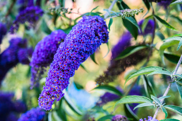Dark Blue Buddleia Flower Seeds for Planting – Heirloom, Non-GMO, High Germination Organic Garden Seeds, Drought Tolerant