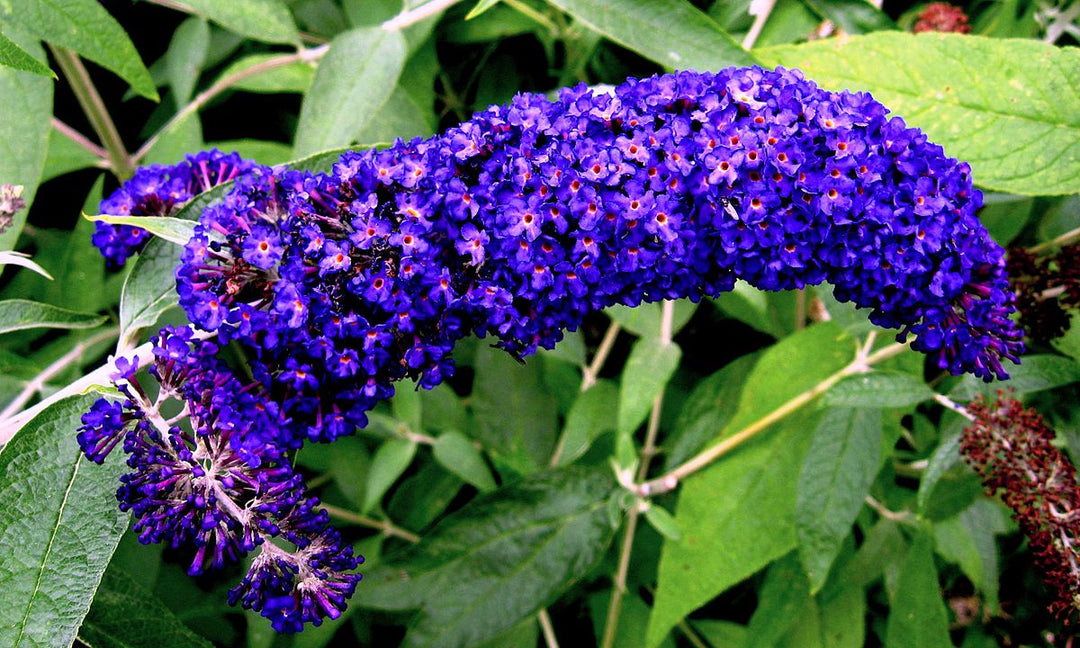 Blue Razz Buddleia Dark Blue Buddleia Flower Seeds for Planting – Heirloom, Non-GMO, High ...