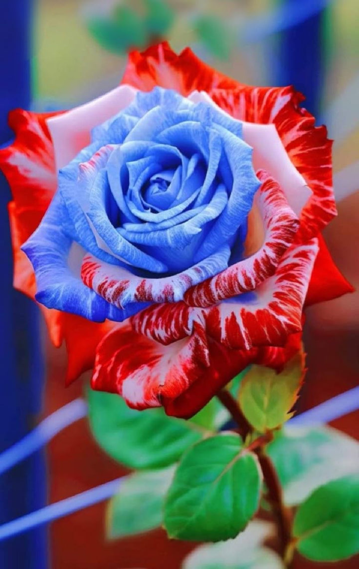 Dark Blue Multi-Color Rose Flower Seeds for Planting - Heirloom, Non-GMO, Hardy, High Germination Variety