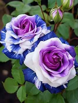 Dark Blue Multi-Color Rose Flower Seeds for Planting - Heirloom, Non-GMO, Hardy, High Germination Variety