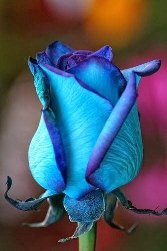 Dark Blue Multi-Color Rose Flower Seeds for Planting - Heirloom, Non-GMO, Hardy, High Germination Variety
