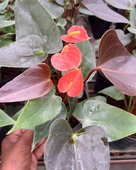 Dark Orange Anthurium Flower Seeds for Planting - Heirloom, Non-GMO, High Germination Organic Garden Seeds