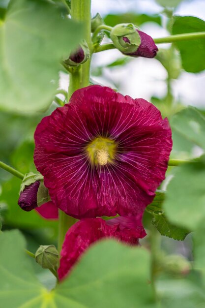 Dark Red Althaea Rosea Flower Seeds for Planting – Heirloom, Non-GMO, Hardy Variety with High Germination Organic Garden Seeds