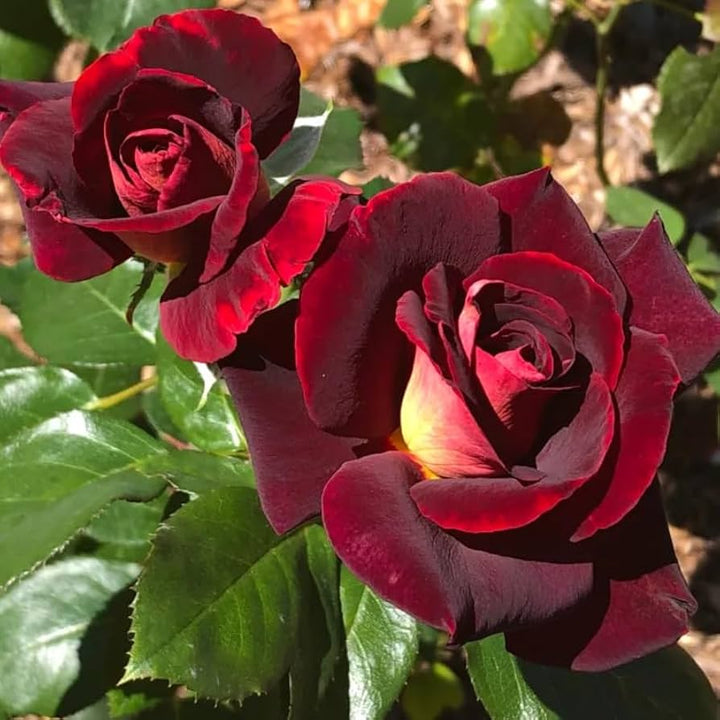 Pansy Flower Seeds for Planting Red – Cut Flower Favorite, Heirloom & Non-GMO, High Germination Organic Garden Seeds