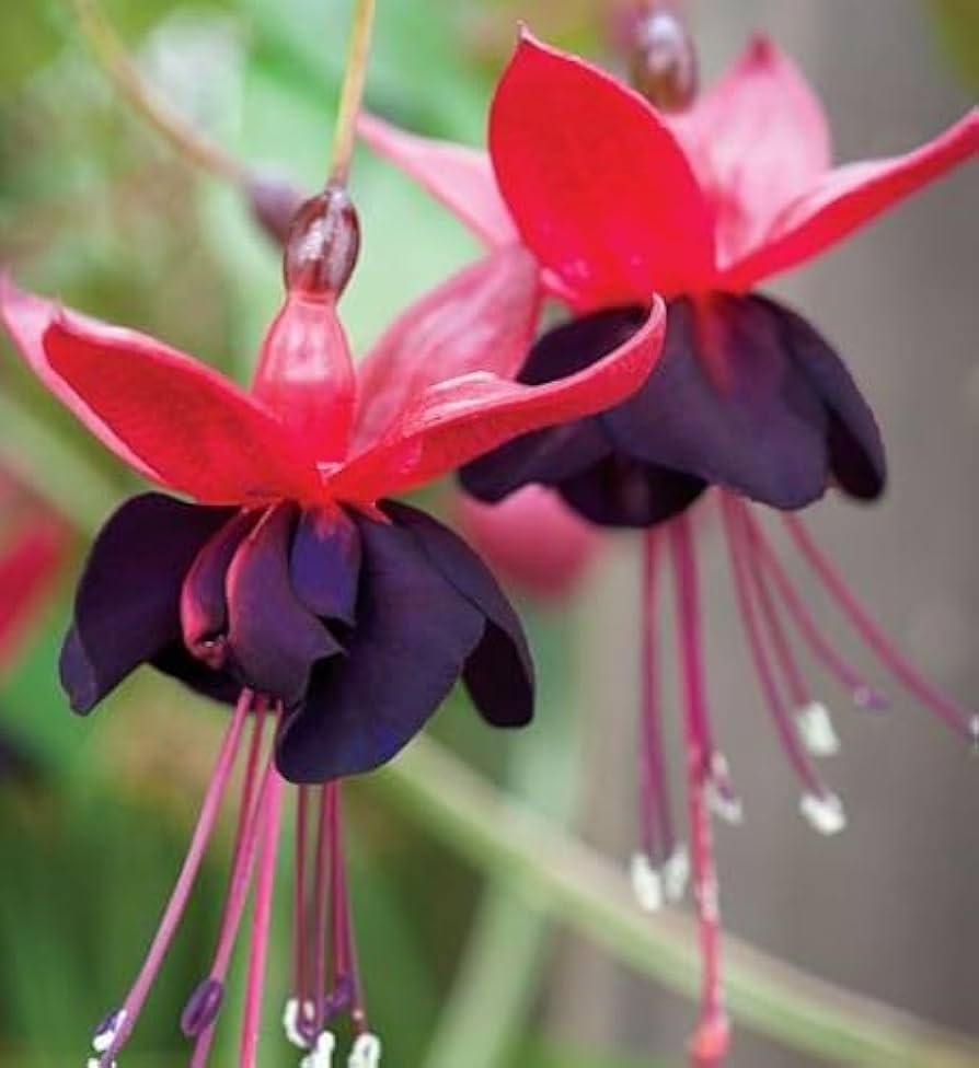 Dark Maroon Red Fuchsia Flower Seeds for Planting – Heirloom, Non-GMO, High Germination Organic Garden Seeds, Wildflower Mix