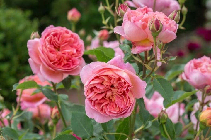 Rosa Flower Seeds for Planting – Heirloom, Non-GMO, High Germination Organic Garden Seeds