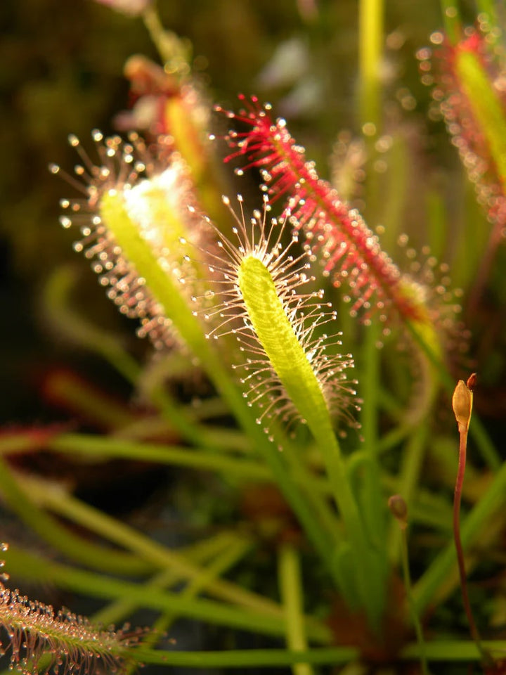 Yellow Sundew Flower Seeds – Sun-Loving, Heirloom & Non-GMO Seeds for Easy Home Garden Planting