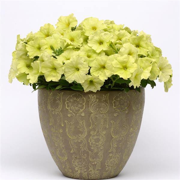 Green Petunia Flower Seeds for Planting – Heirloom Non-GMO Seeds, High Germination for Home Garden