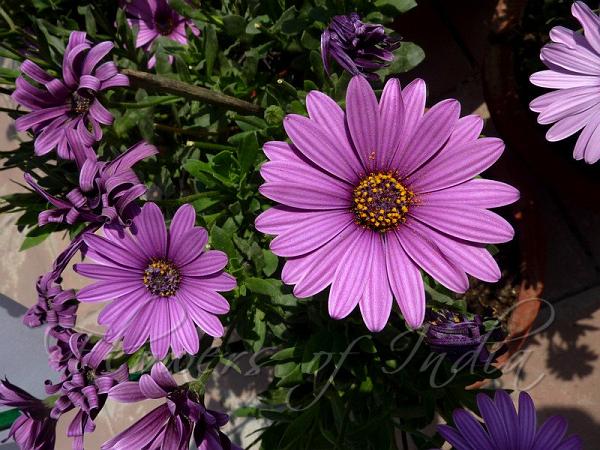 Purple Osteospermum Flower Seeds for Planting – Heirloom, Non-GMO, High Germination Organic Garden Seeds