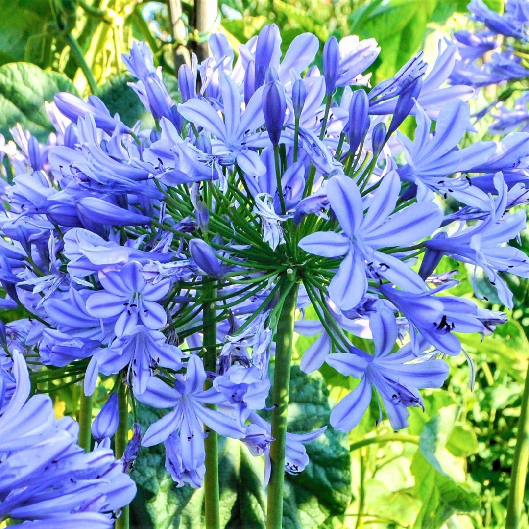 Blue Agapanthus Flower Seeds for Planting – Heirloom Non-GMO, High Germination Organic Garden Seeds