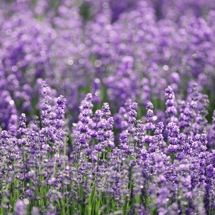 Lavanda Flower Seeds for Planting – Heirloom Non-GMO, High Germination Organic Garden Seeds
