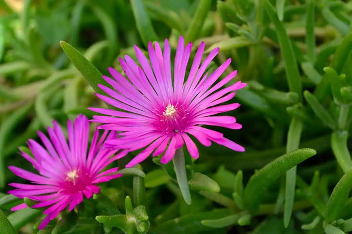 Pink Succulent Flower Seeds for Planting – Heirloom, Non-GMO, Shade-Tolerant Garden Seeds